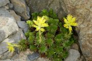 Saxifraga scleropoda